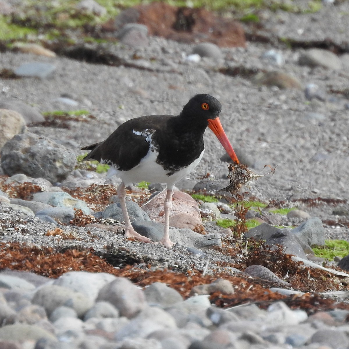 American Oystercatcher - ML246932921