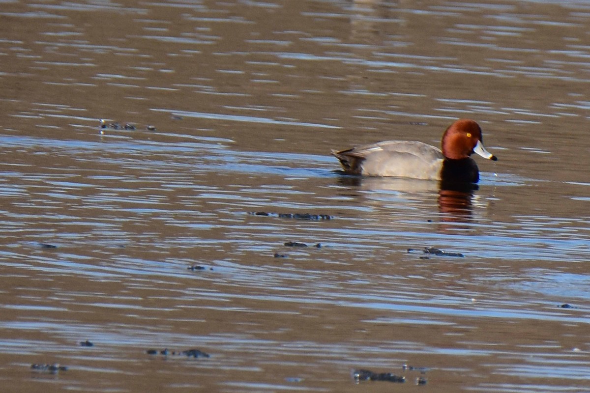 Redhead - Paul Lewis