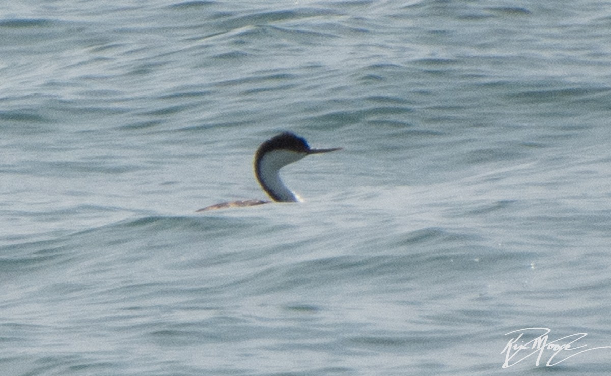 Western Grebe - ML246933821