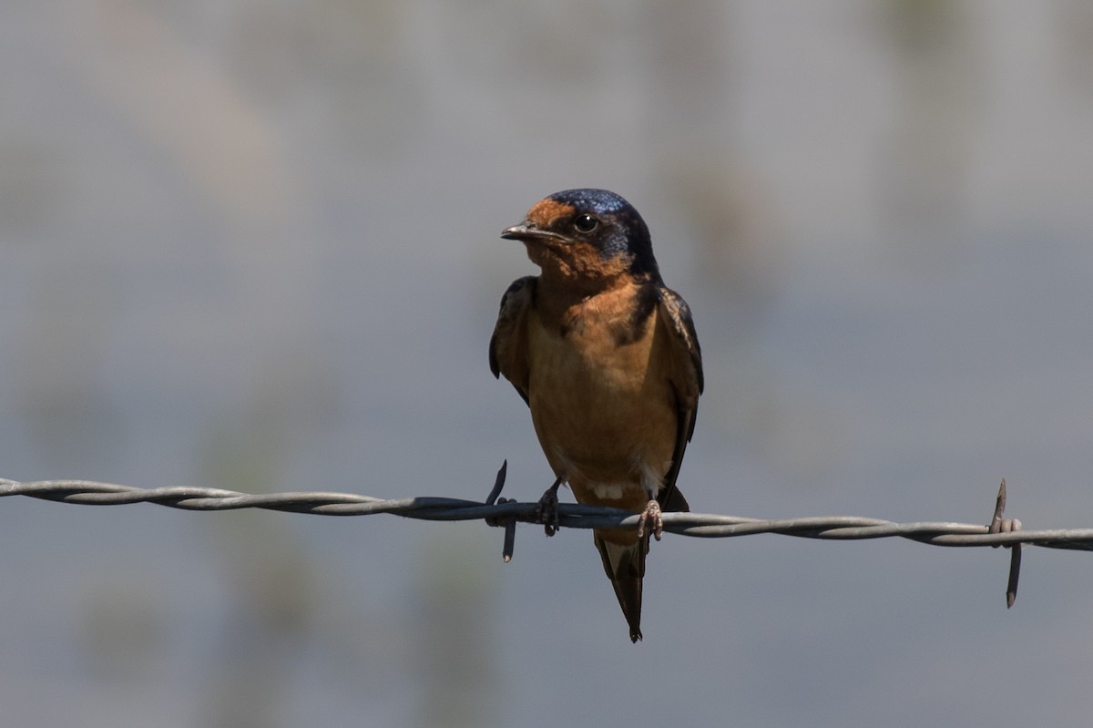 Barn Swallow - ML246933831