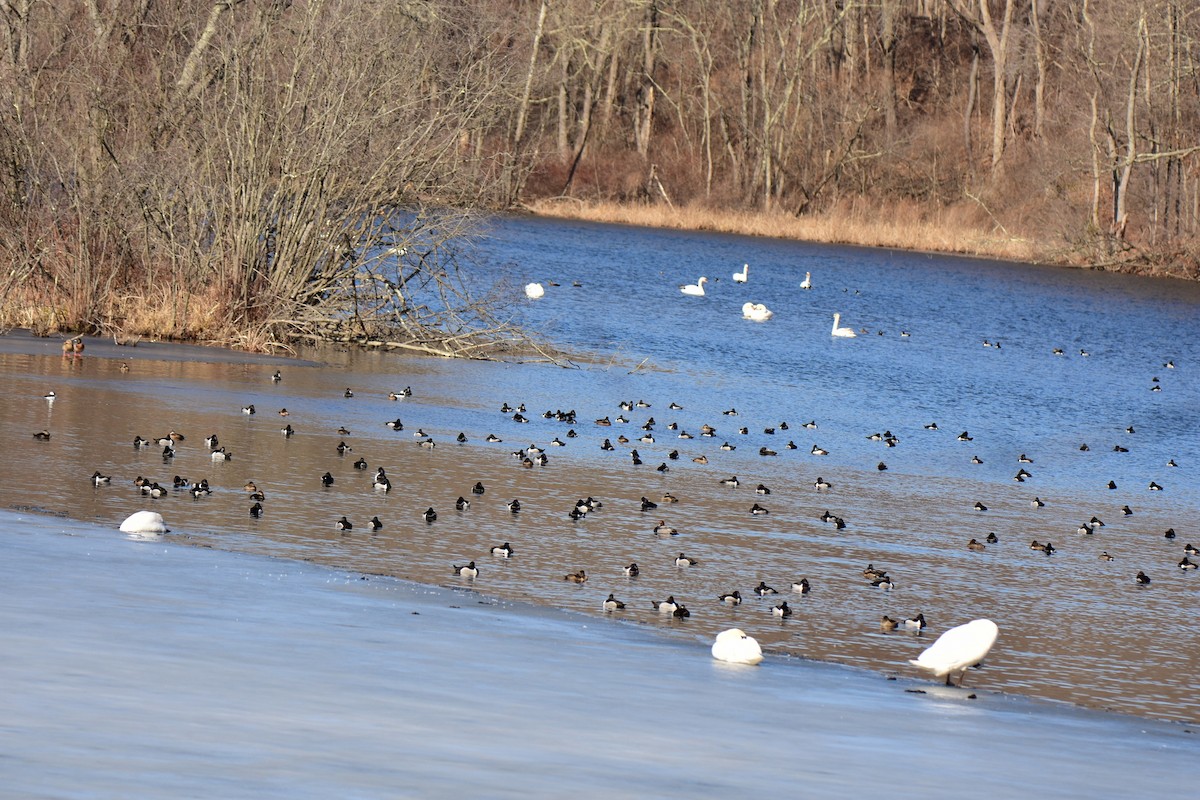 Ring-necked Duck - ML24693591