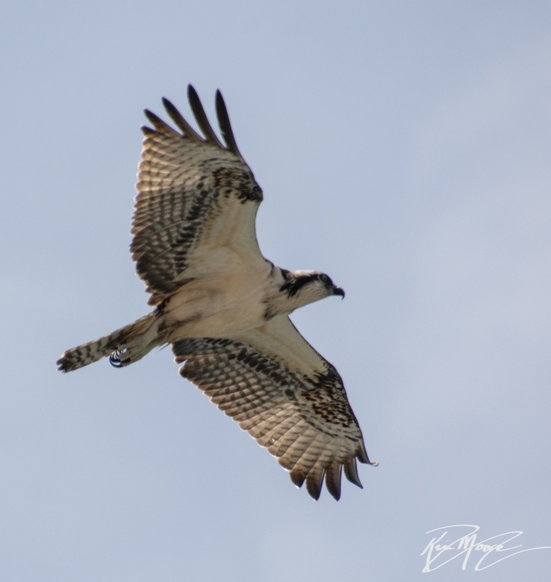 Osprey - ML246935961