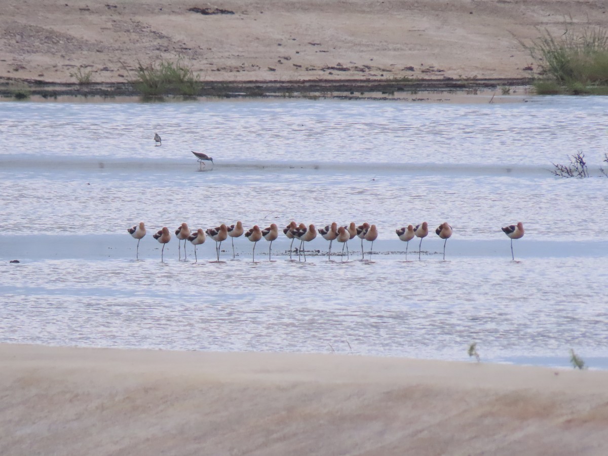 tenkozobec americký - ML246936501