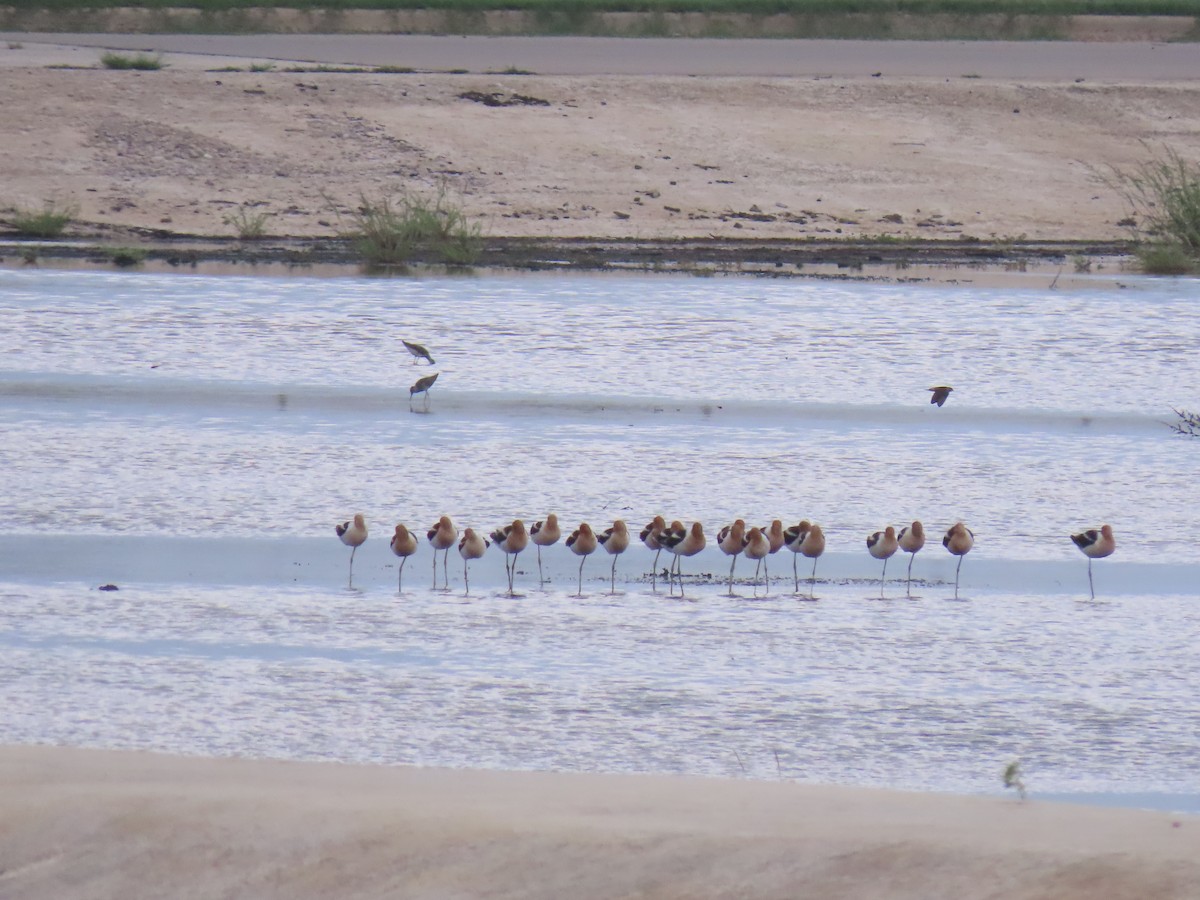 tenkozobec americký - ML246936521