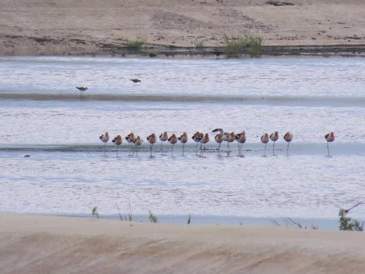 tenkozobec americký - ML246936531