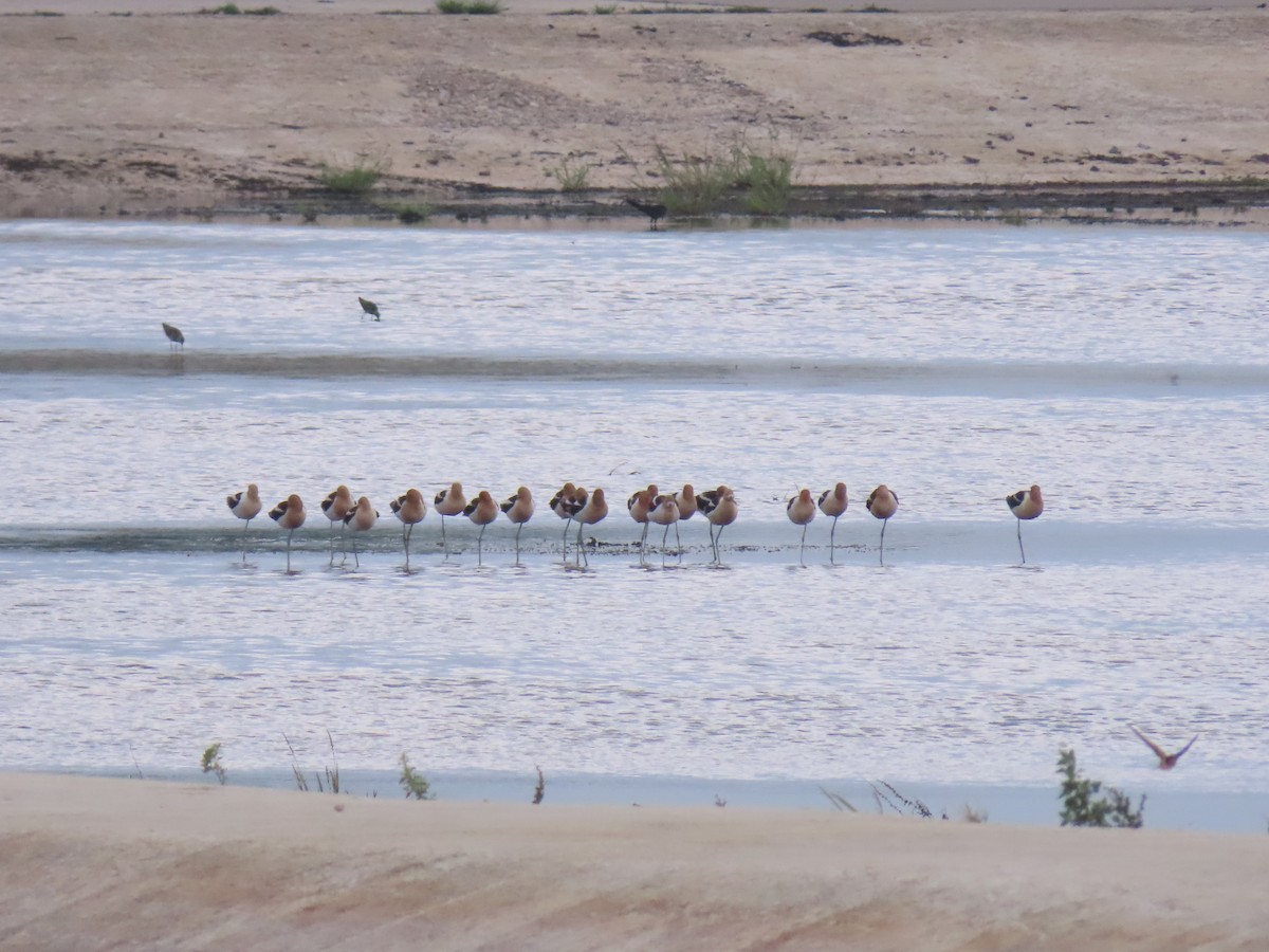 tenkozobec americký - ML246936541