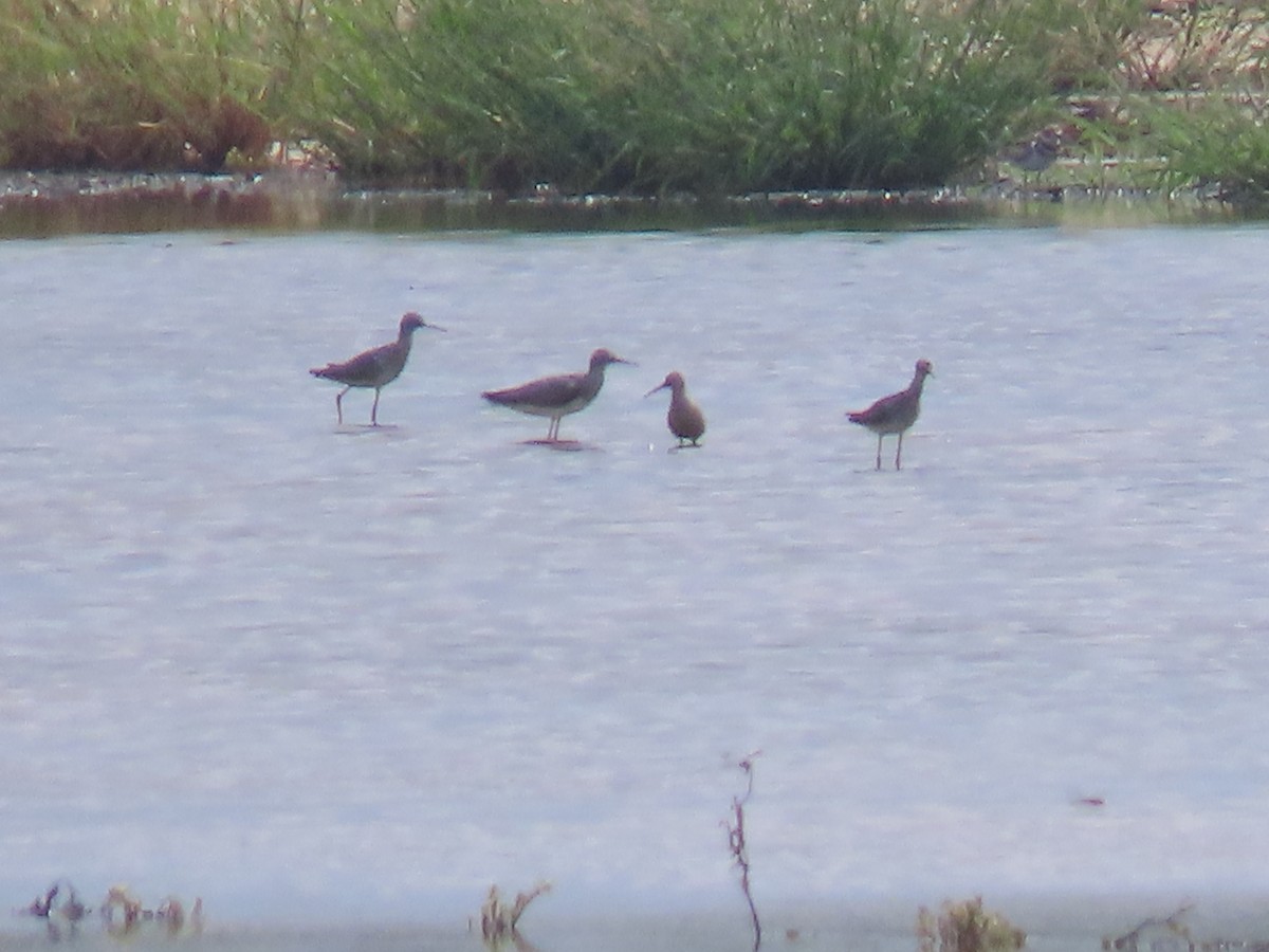 jespák dlouhonohý - ML246936651