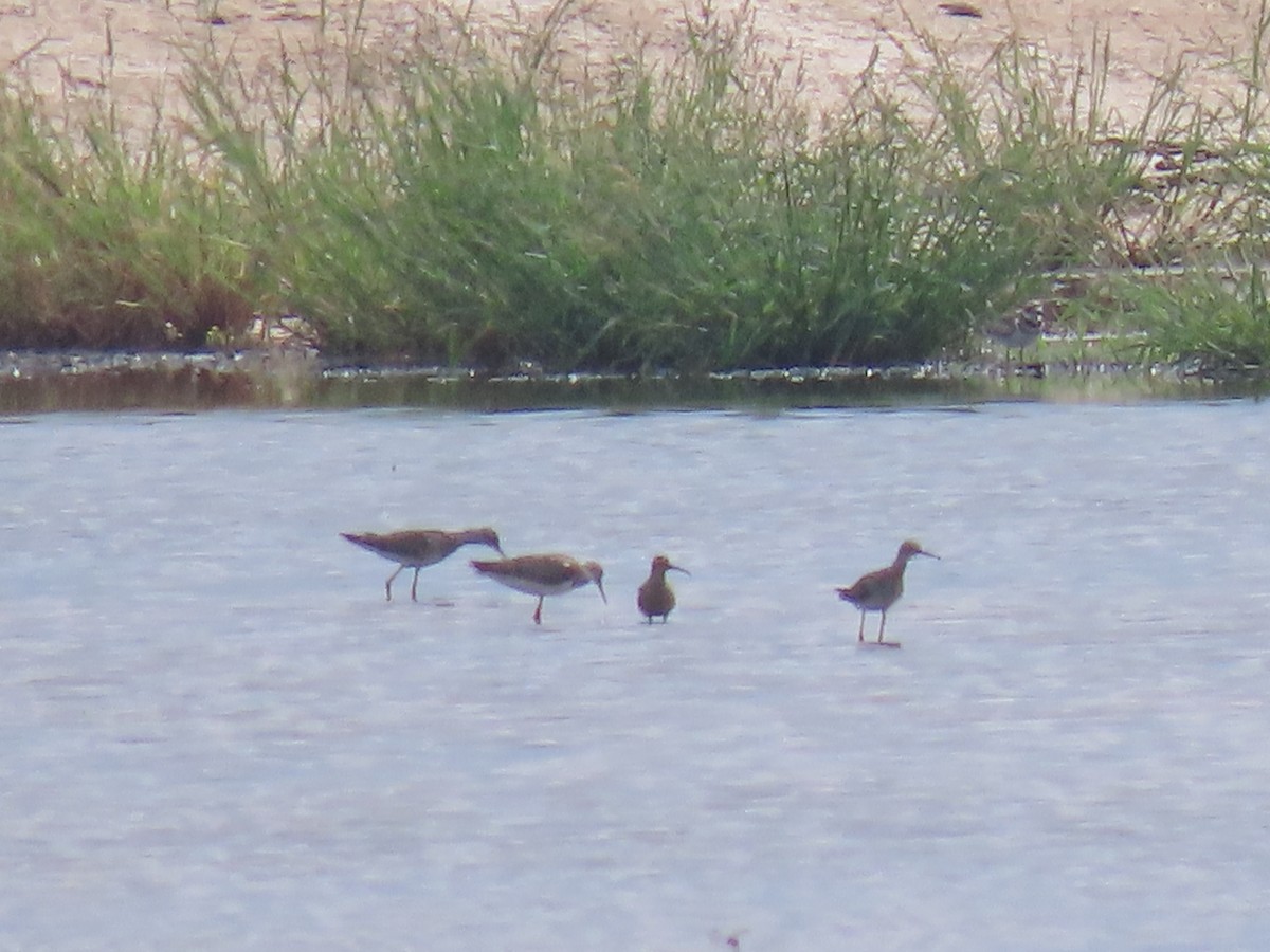 jespák dlouhonohý - ML246936661