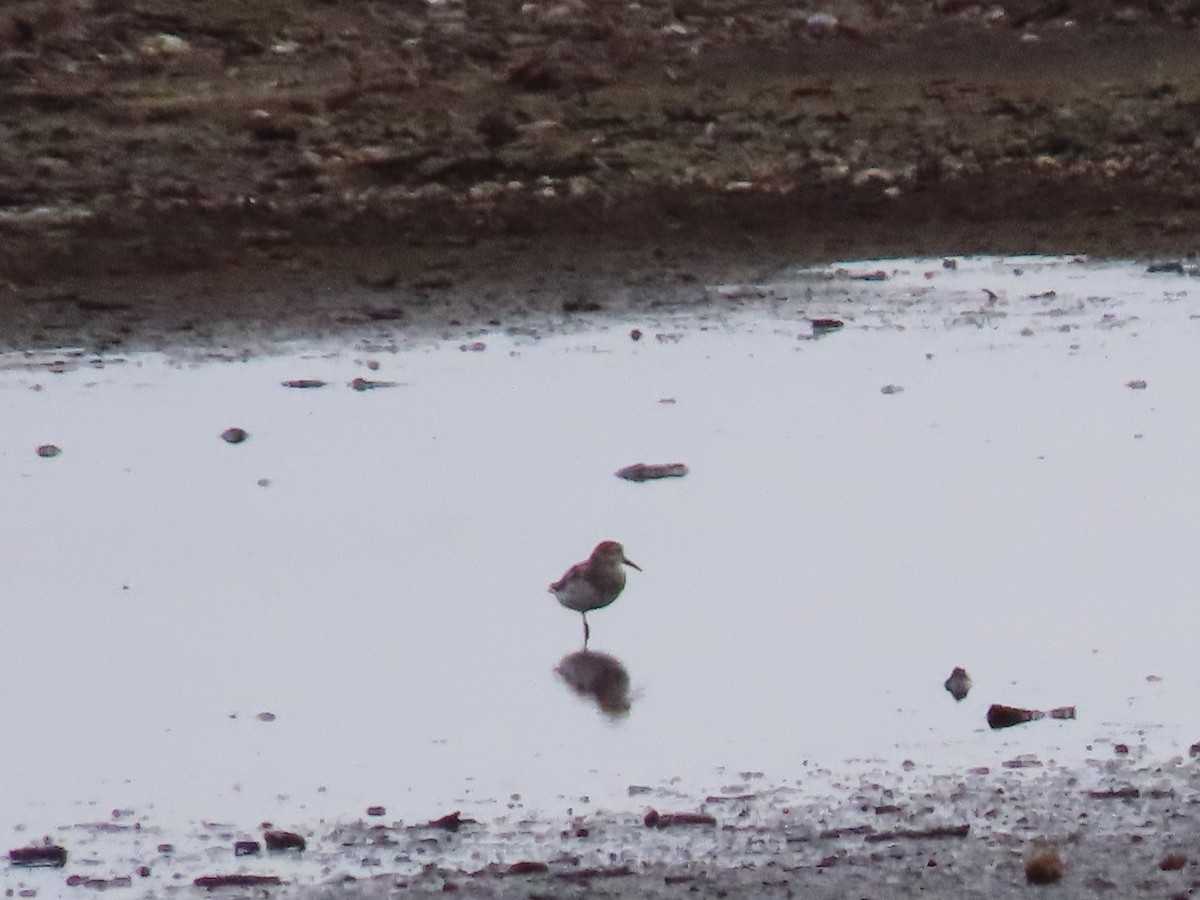 jespák aljašský - ML246936881