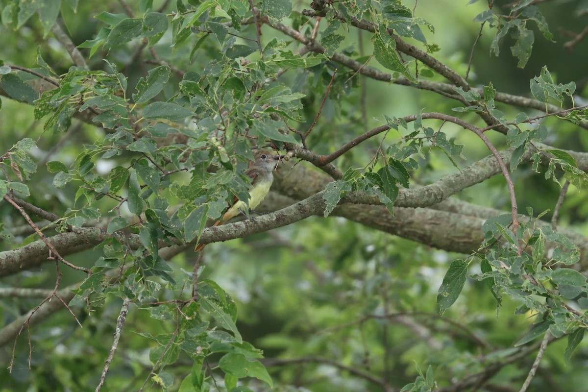 Great Crested Flycatcher - ML246936931