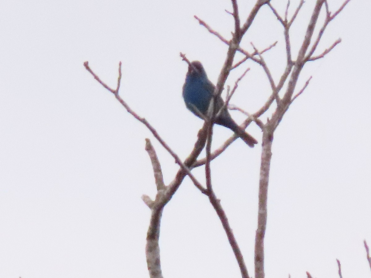 papežík indigový - ML246937081