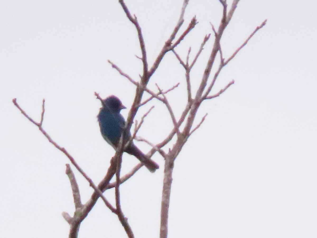 papežík indigový - ML246937091