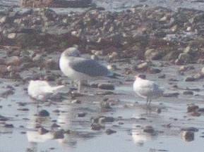 Royal Tern - ML24693751