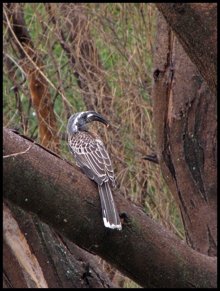African Gray Hornbill - ML24693811