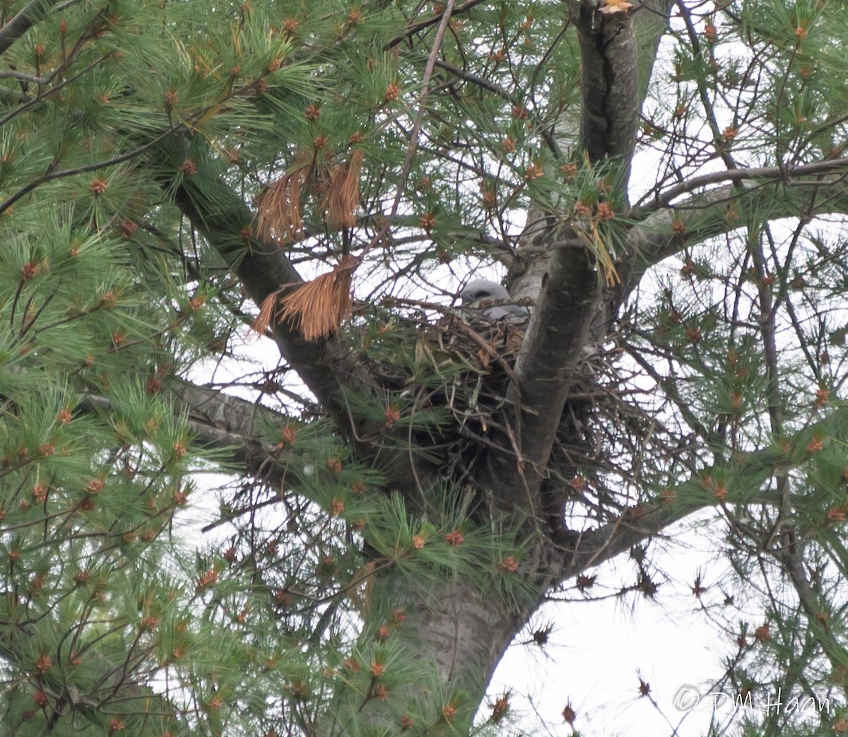 Mississippi Kite - ML246938121