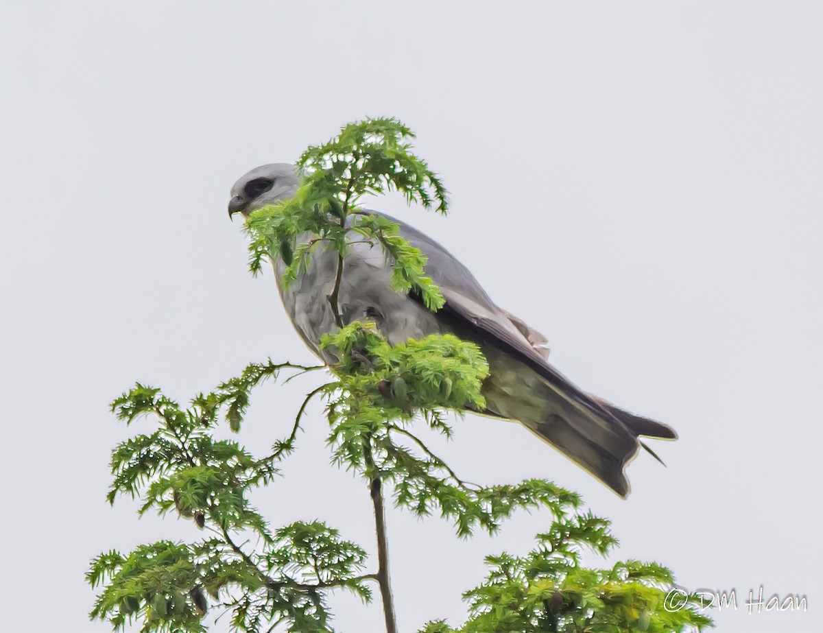 Mississippi Kite - ML246938151