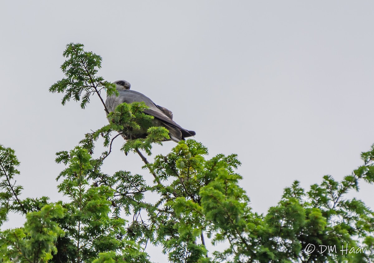 Mississippi Kite - ML246938161