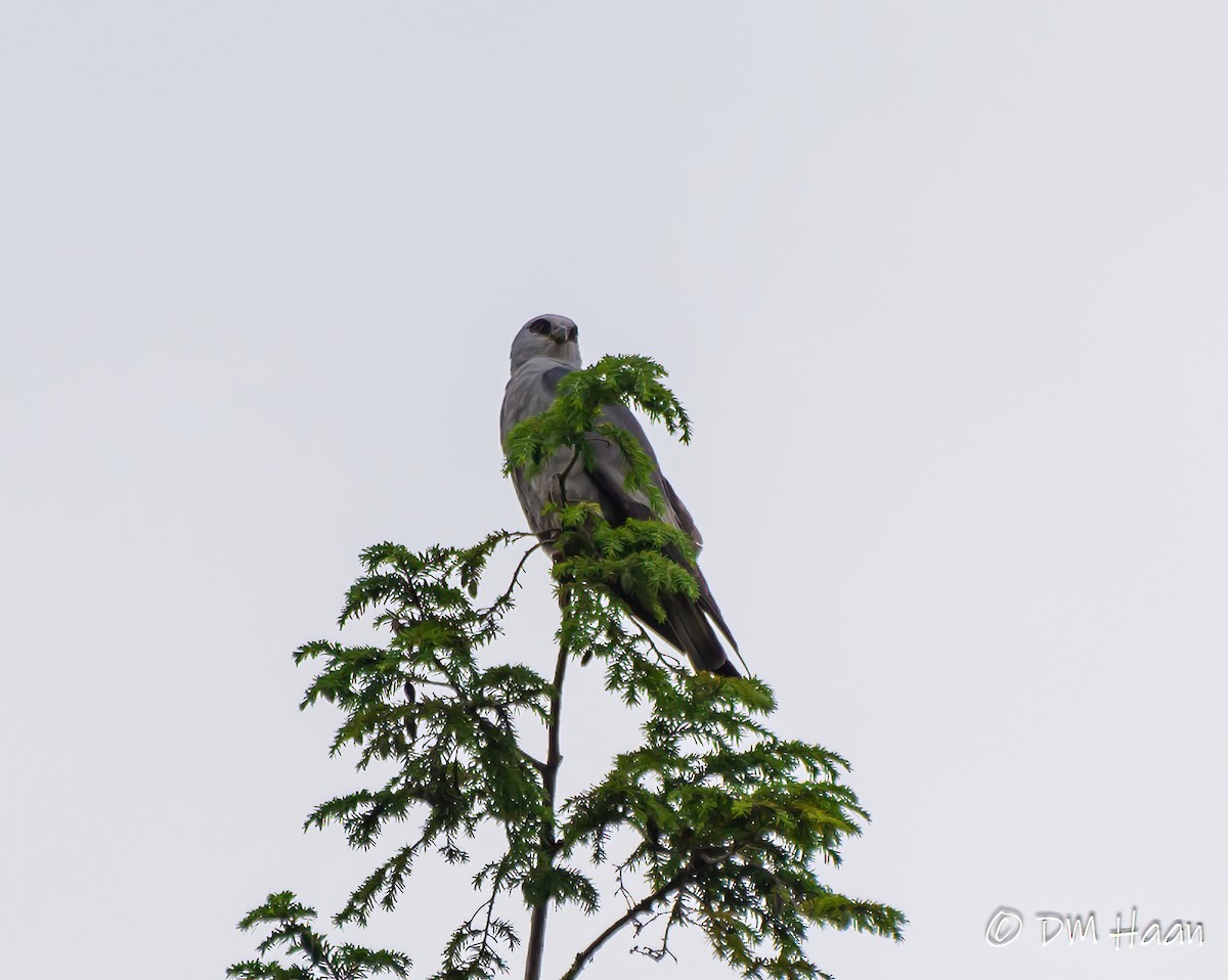 Mississippi Kite - ML246938191