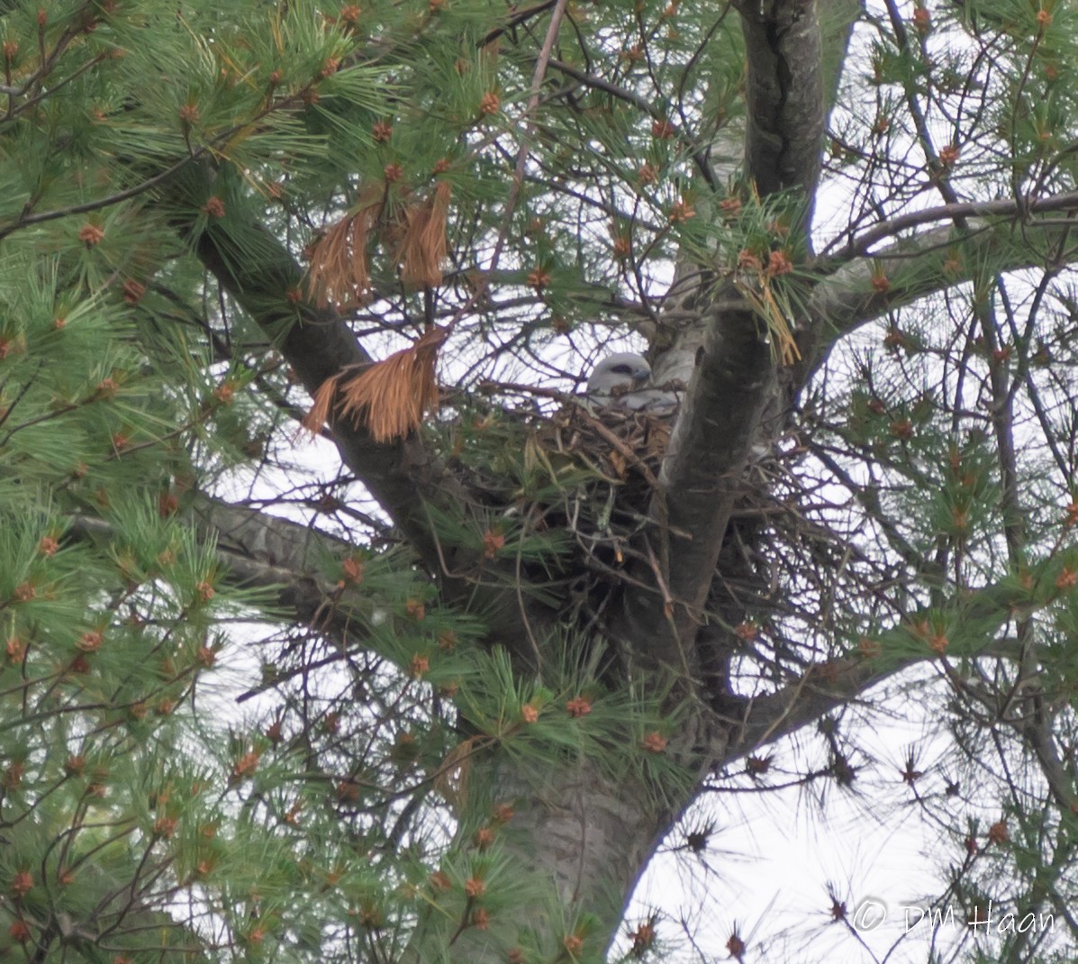 Mississippi Kite - ML246938211