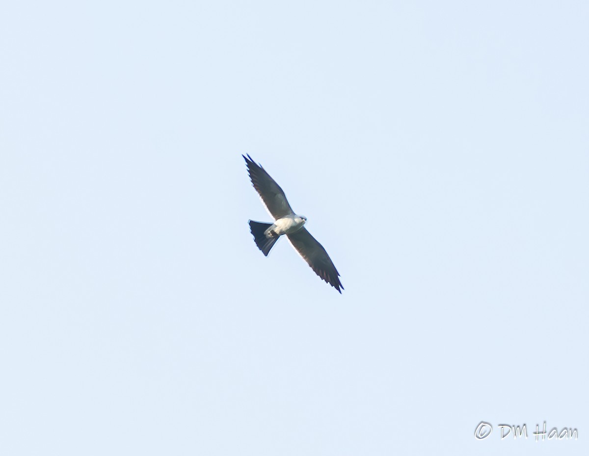 Mississippi Kite - ML246938221