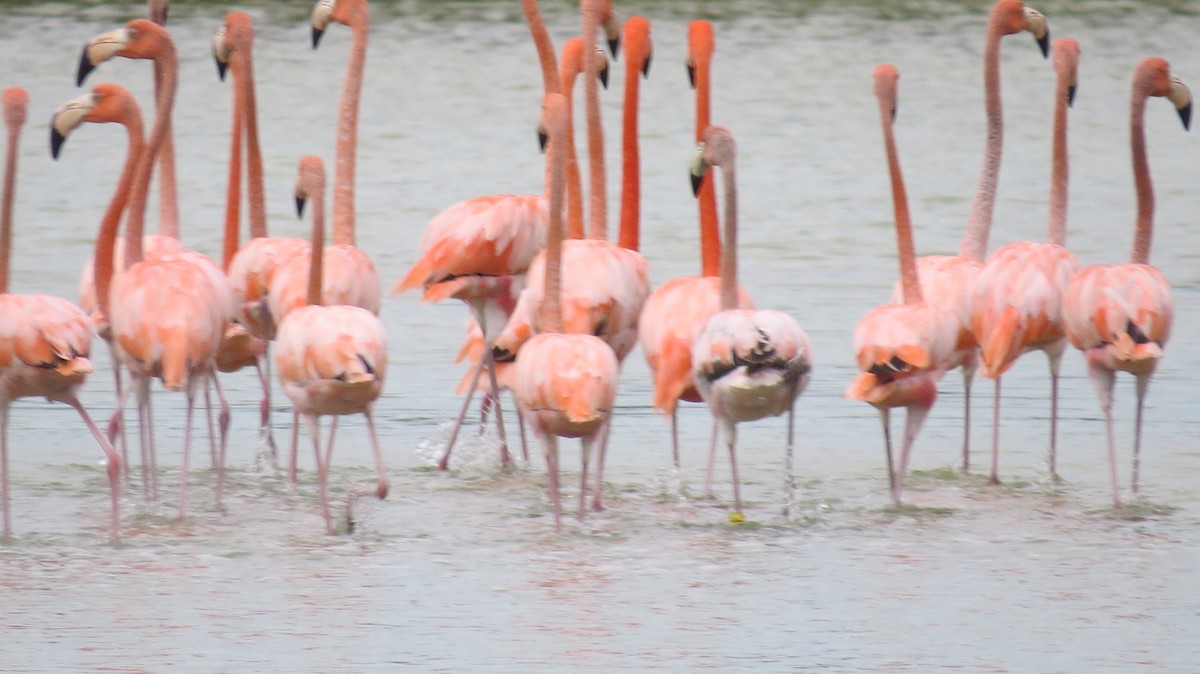 American Flamingo - ML24693831