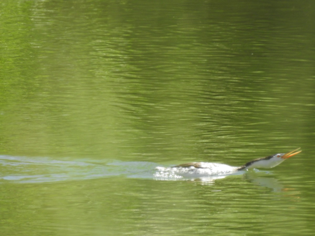 Clark's Grebe - Glenn Pearson