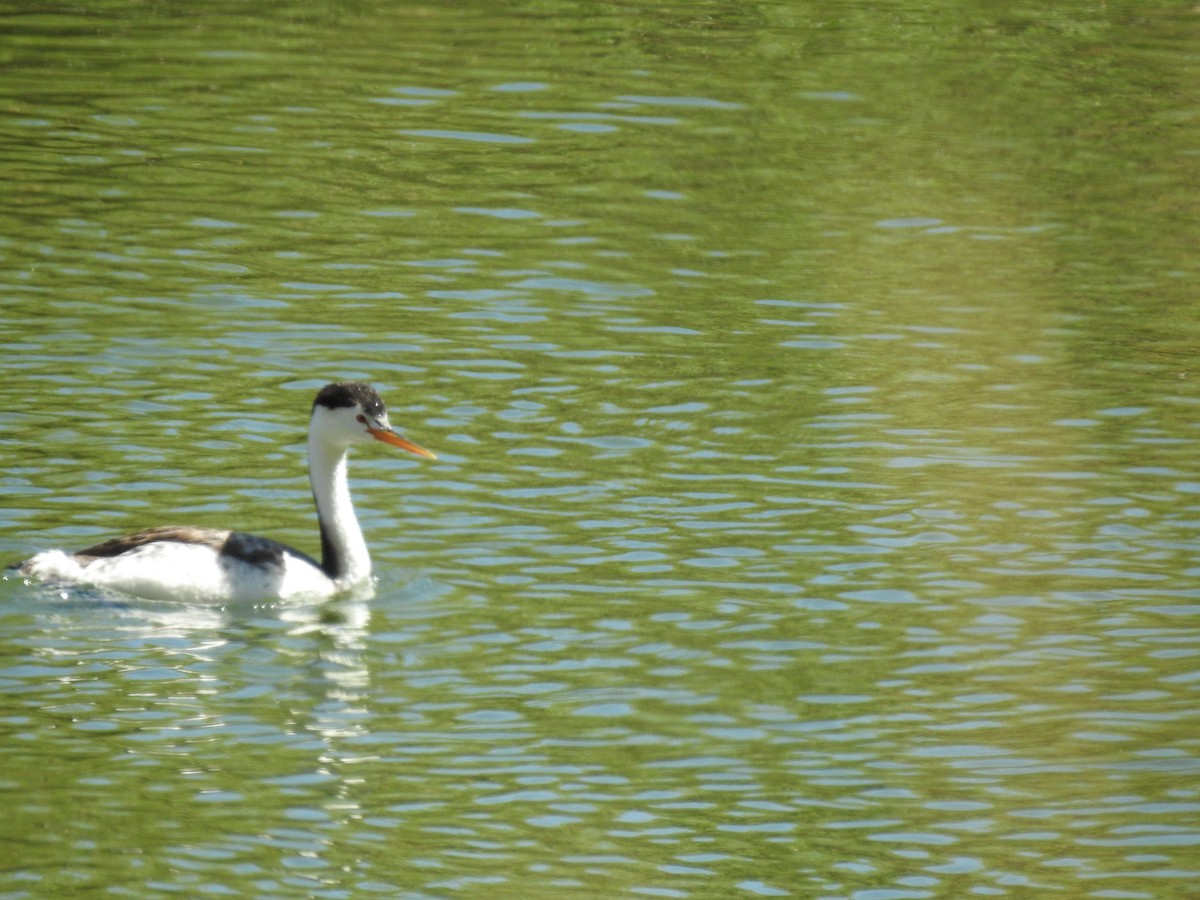 Clark's Grebe - ML246938541