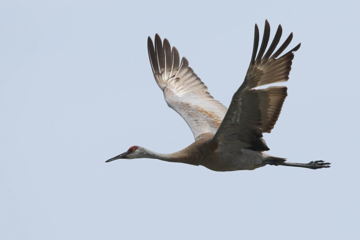 Sandhill Crane - Benjamin Hack