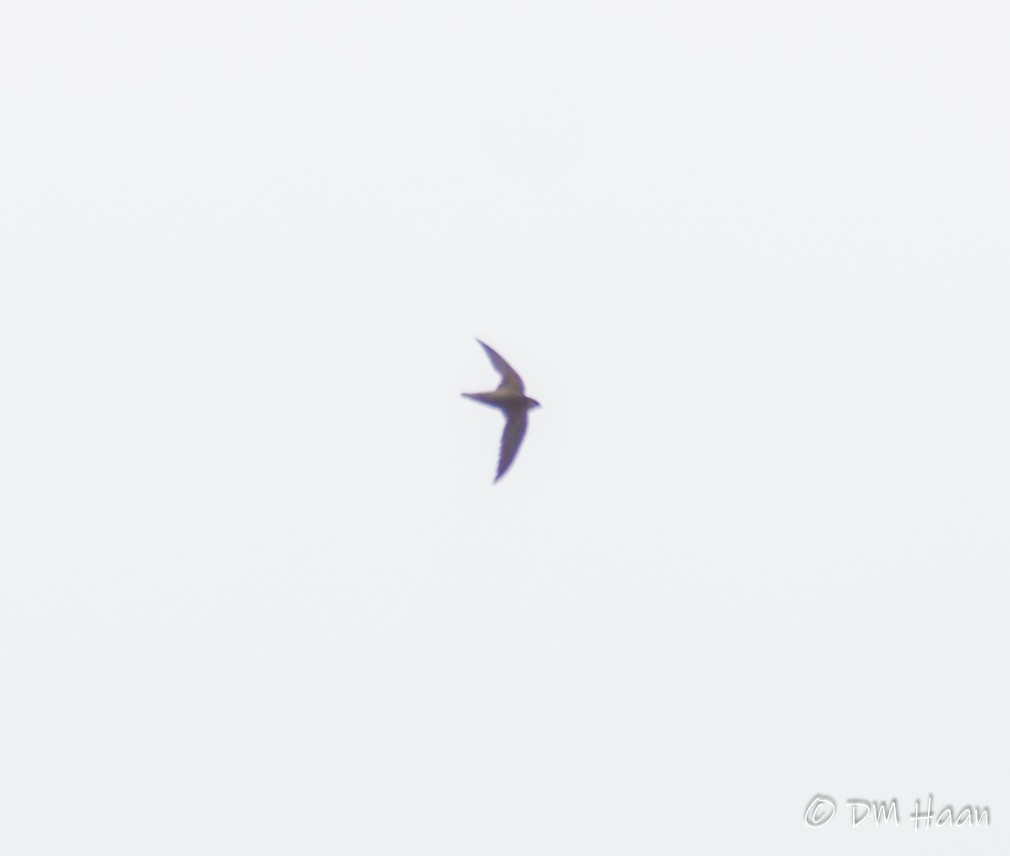 Chimney Swift - ML246938601
