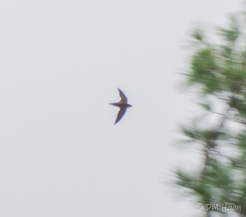 Chimney Swift - ML246938611