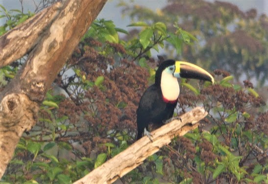 White-throated Toucan - ML246938721