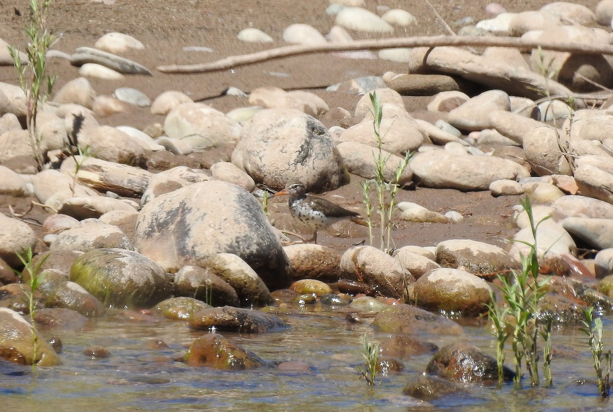 Spotted Sandpiper - Glenn Pearson