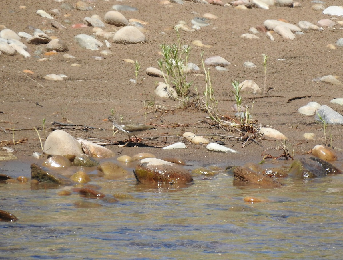 Spotted Sandpiper - ML246938751