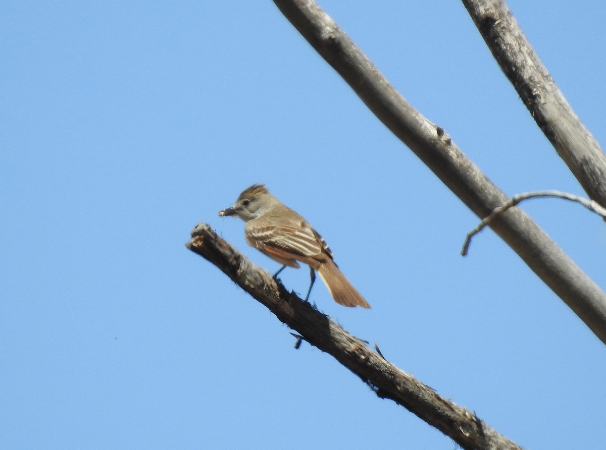 Ash-throated Flycatcher - Glenn Pearson