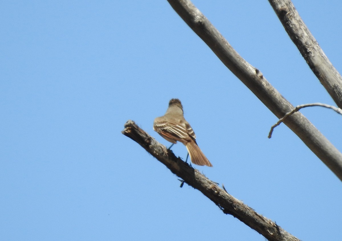 Ash-throated Flycatcher - ML246938781