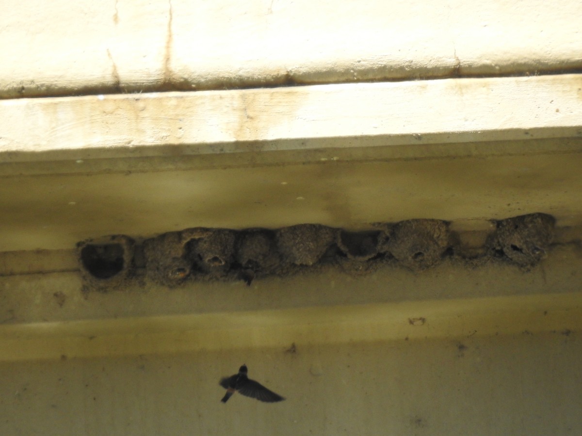 Cliff Swallow - ML246938851