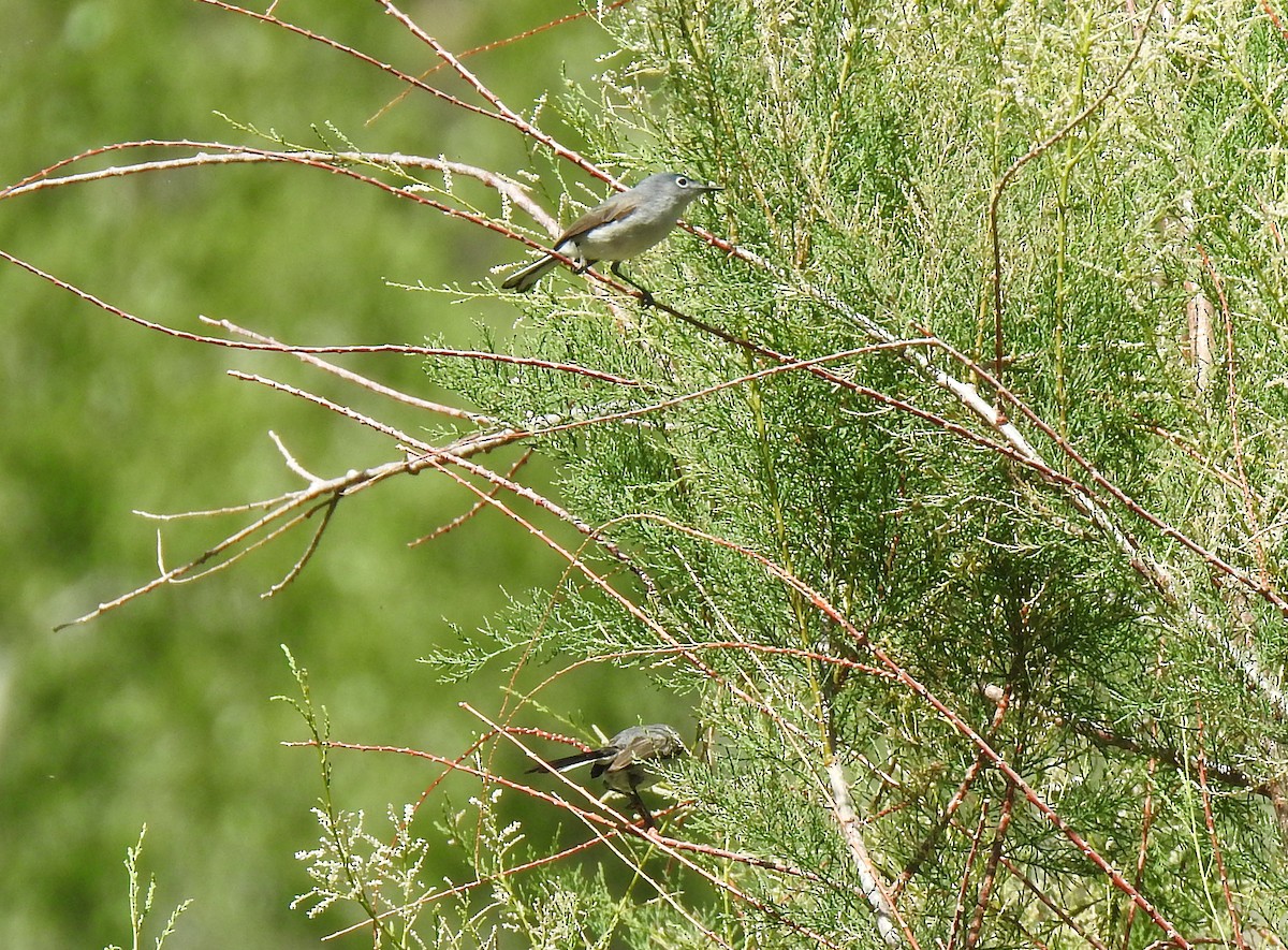 Blue-gray Gnatcatcher - Glenn Pearson