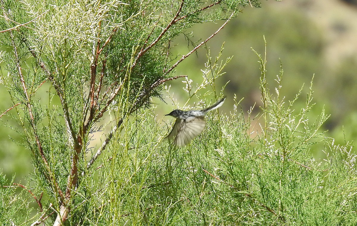 Blue-gray Gnatcatcher - ML246938891