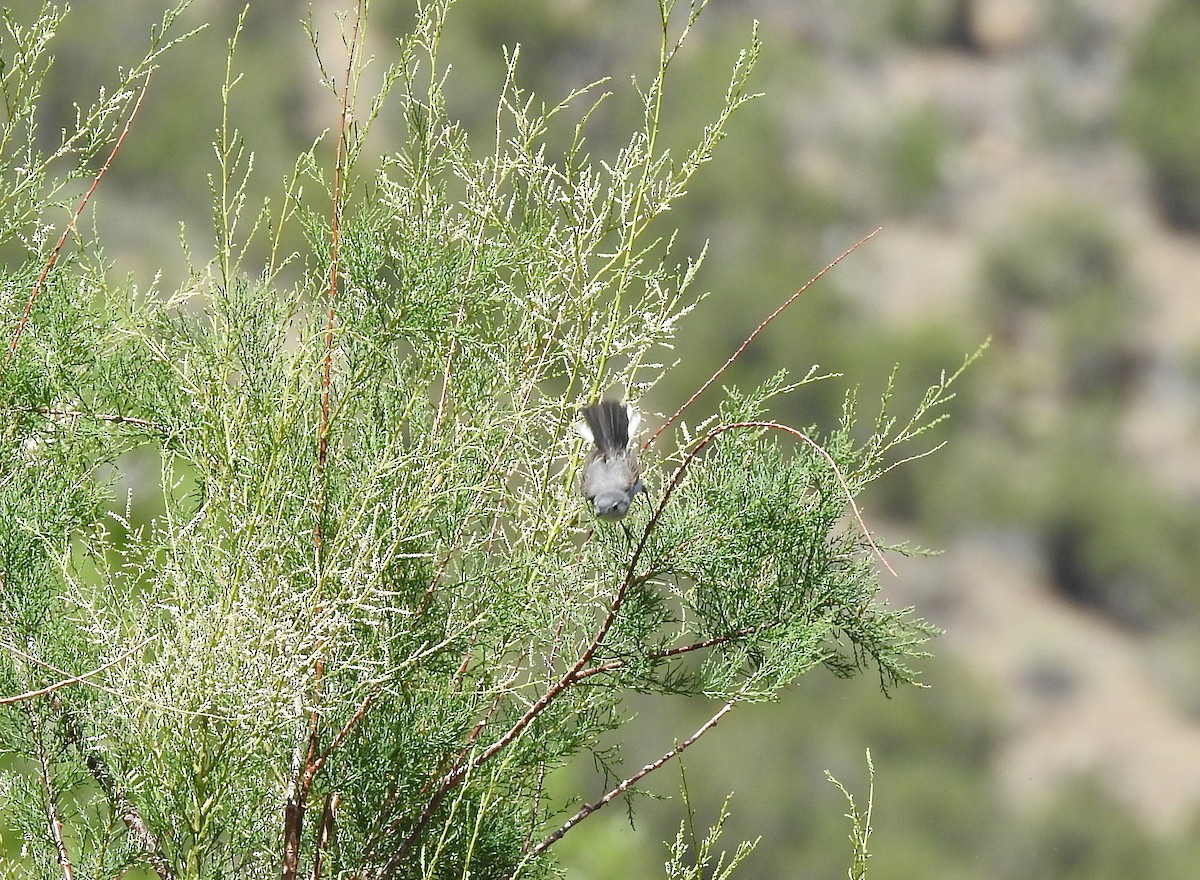 Blue-gray Gnatcatcher - Glenn Pearson