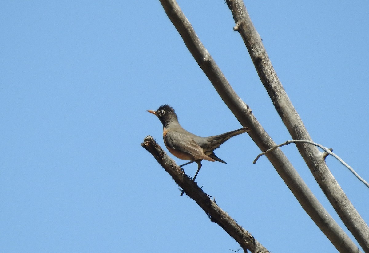 American Robin - Glenn Pearson