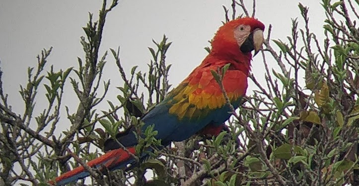 Scarlet Macaw - ML246939291
