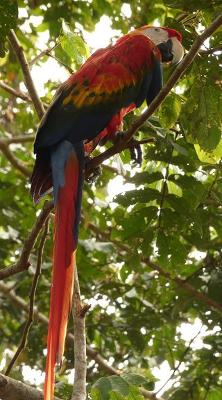 Scarlet Macaw - ML246939301