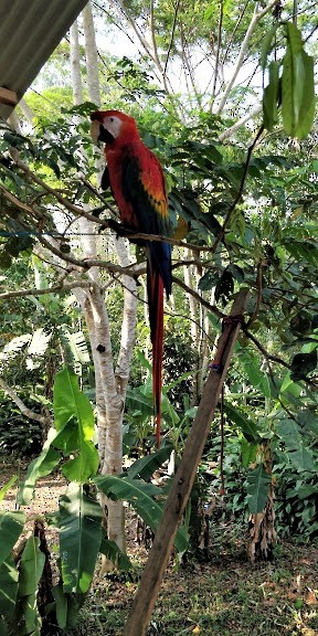Scarlet Macaw - ML246939311