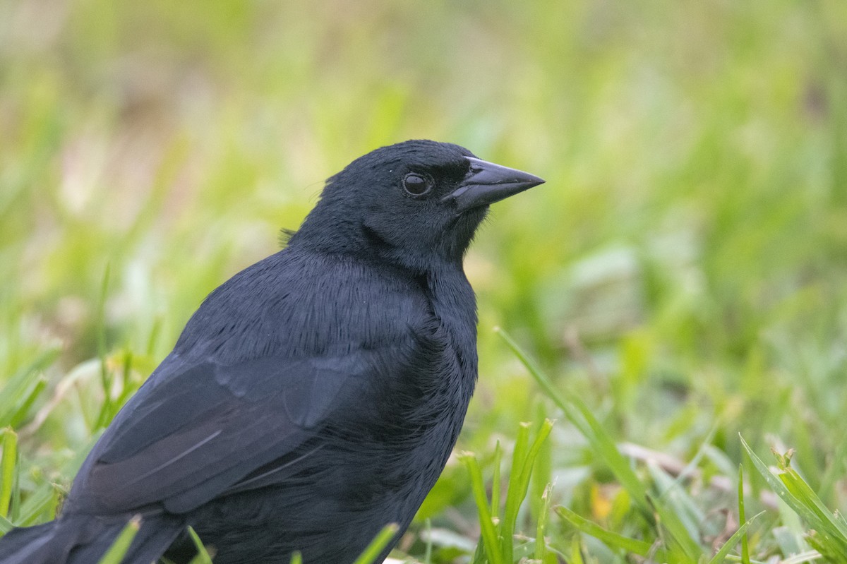Scrub Blackbird - ML246939781