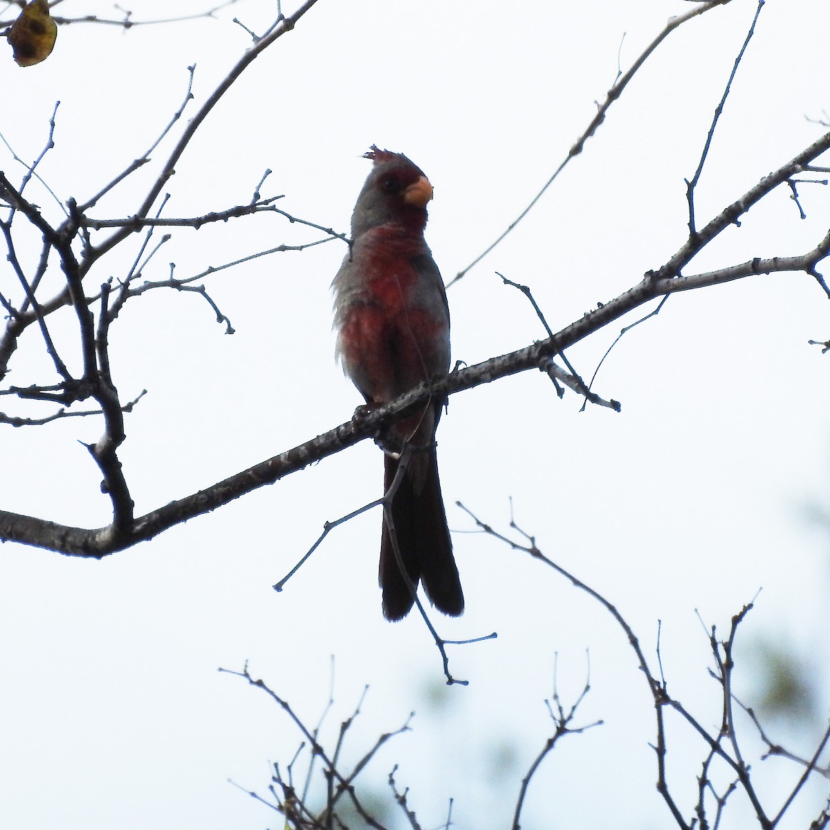 Pyrrhuloxia - ML246940901