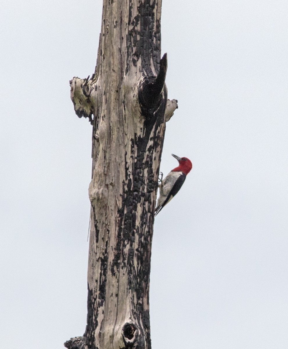 Pic à tête rouge - ML246945471