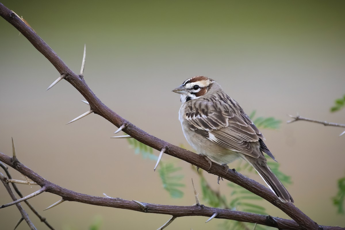 Lark Sparrow - ML246945491