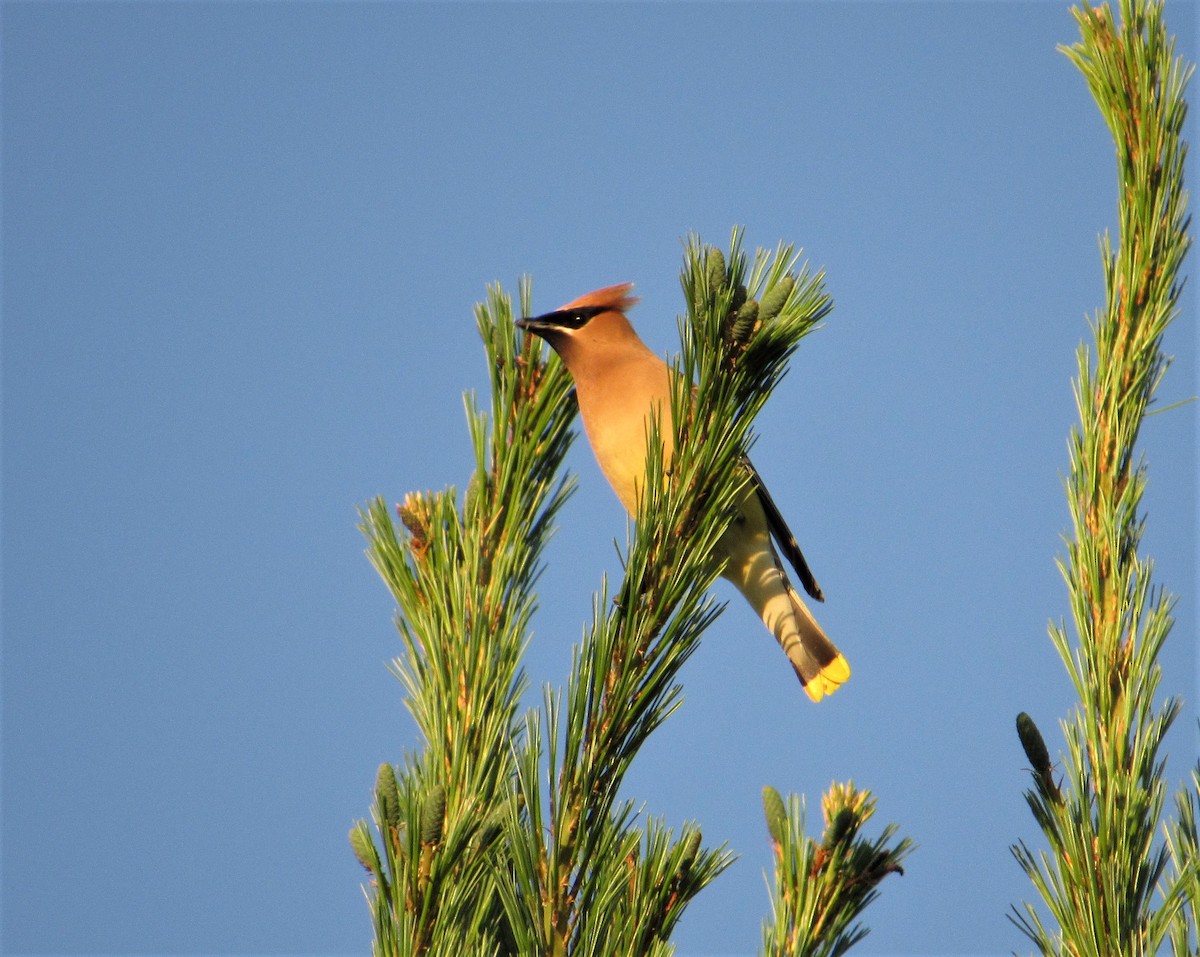 Cedar Waxwing - ML246946291