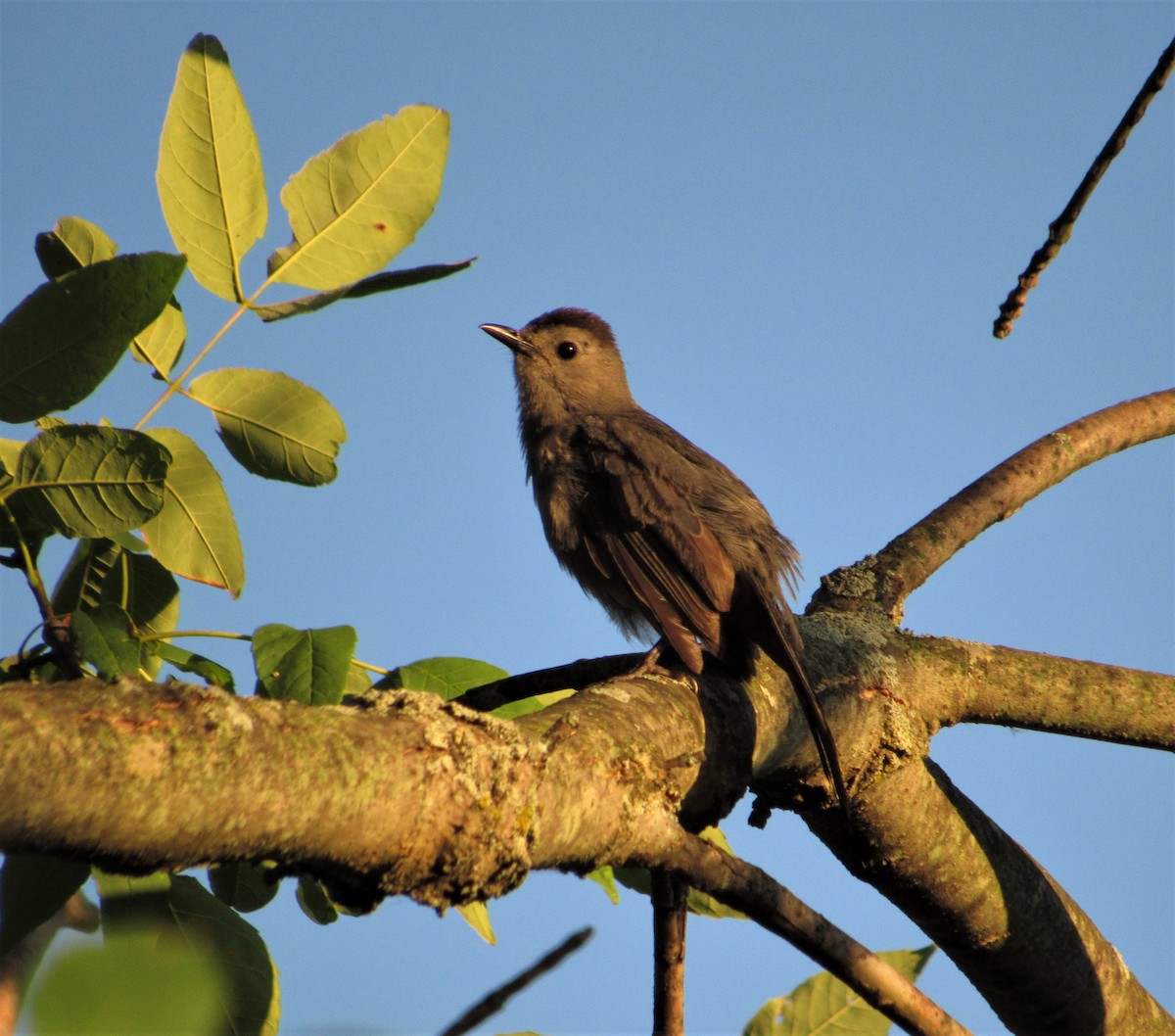 Gray Catbird - ML246946321