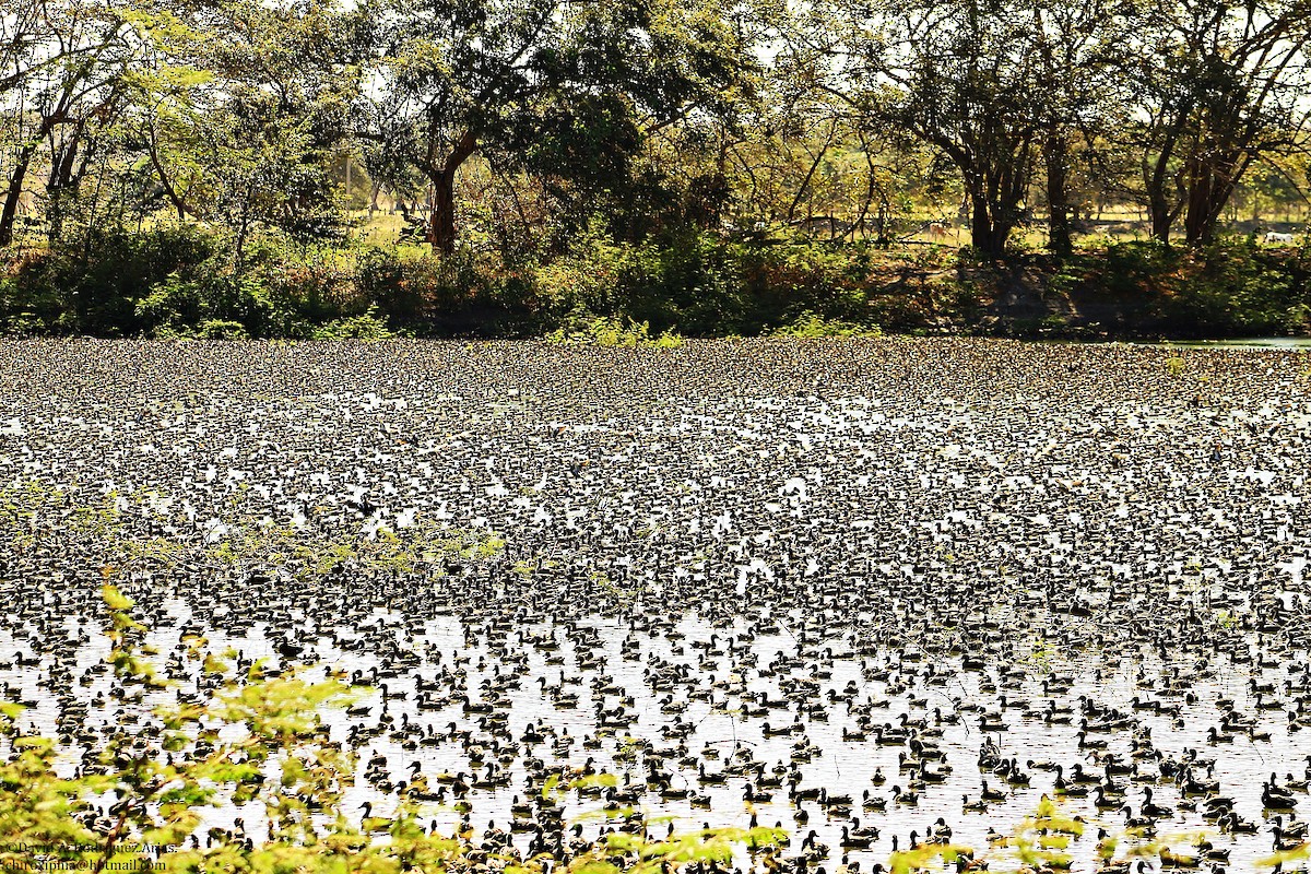 Blue-winged Teal - ML24694721